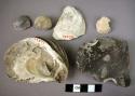 Organic shell faunal remains, as scrapers?, chipped stone scraper & flake