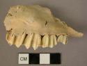 Organic bone faunal remain, jaw fragment, one tooth loose