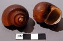 2 snail shells