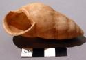 Snail shell (mbon njuhi)