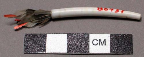 Nose pin of single dentalium shell with three small feathers of waxwing mounted at the thick end.