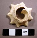 Shell ornament, cross section, 2 perforations