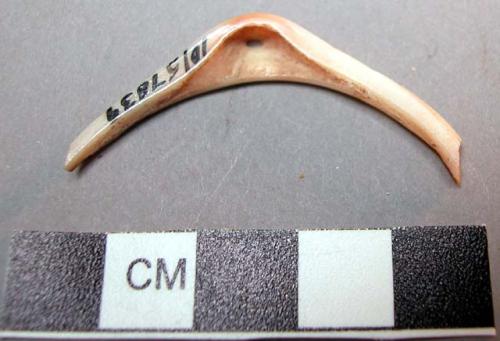 Fragment of glycymeris shell bracelet with perforation in umbo
