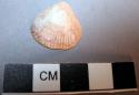 Glycymeris shells, both with perforations in umbo and worn surfaces - sizes: 1.9