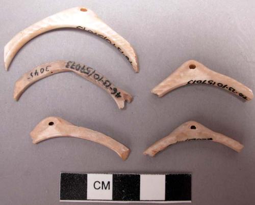 Bracelet fragments of glycymeris shell, 43 of which have perforations in the umb