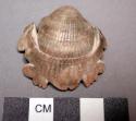 Carved glycymeris shell with perforation in umbo--frag.? 3.6 x 3.7 cm.