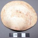 Complete dosinia shells, surfaces worn - largest: 10.4 x 11.2 cm., smallest: 8.9
