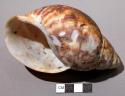 Bottle containing shells of snails (No. 50-1332)