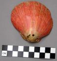 Large shell (spondylus) - red outside and white inside; 3 perforations