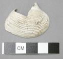 Pierced shell