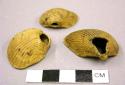 Casts of 3 perforated marine shells