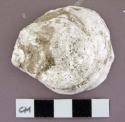 Shell, oyster shell, one half fragment