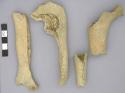 Bone, ovis aries, sheep left tibia displaying horizontal cut marks