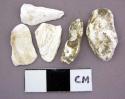 Shell fragments, clam shells, white