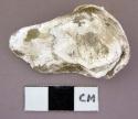 Shell fragment, possibly oyster