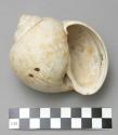 Pierced conch shell