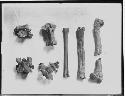 Fossil Bones and Teeth From Phosphate Beds