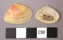 Small pink shells