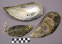 Marine mollusca used as food, etc.; mytilus californianus, conr.; laes