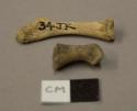 Animal bone fragments, including one phalange, missing ephiphyses