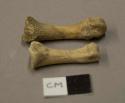 Animal bones, one phalange and one metapodial, missing epiphysis