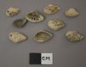 Corbula ovulata Shells - Sowerby (Bivalves)