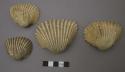 Bivalve shells: Anadara grandis - Broderip and Sowerby