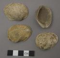 Scapharca tuberculosa shells (Bivalves) (Sowerby)