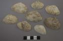Tellina eburnea shells, Hanley (Bivalves)