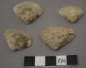 Tivela gracilor shells, Sowerby (Bivalves)