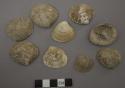 Protothaca grata, shells-Say
