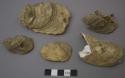 Ostrea chilensis shells, Philippi (Bivalves)
