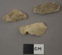 Volsella guayanensis shells, Lamarck (Bivalves)