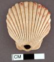 Incomplete pecten shell, perforation in umbo, edge smoothed - 4.6 x 4.2 cm.