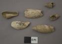 7 Agaronia Testacea shells (Lamarck) (Univalves)