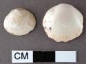 Glycymeris shells with perforations in umbonal region, larger shell worn smooth