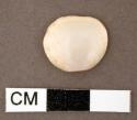 Shell, small bivalve with perforation at hinge, highly polished