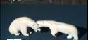 Ivory carving - 2 polar bears fighting