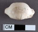 Piece of carved shell. 2.7 x 1.6 cm.