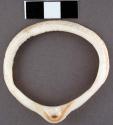 Glycymeris shell bracelet, with perforation in umbo - 6.0 x 6.2 cm.