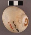 Polinices lewissi shell, used as scraper (haury) - 5.7 x 4.7 cm.