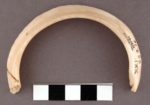 Fragment of shell bracelet, surface and edges smoothed, glycymeris. dia.: 8.2 c