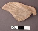 2 complete pecten shells, 1 fragment of pecten shell, all with perforations in u