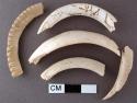 Fragments of glycymeris shell - probably from bracelets (catalogue)