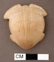 Shell, bivalve carved effigy, frog, highly worked, perforated at shell hinge.
