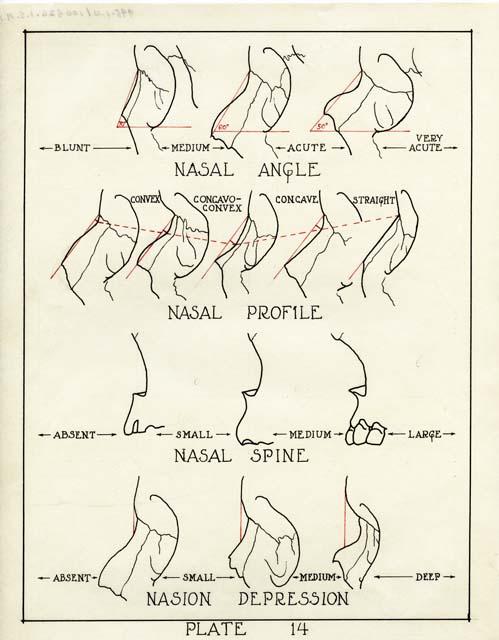 Illustration of nasal angles, Plate 14