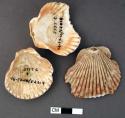 Shells, scallop bivalves, perforated at hinge.