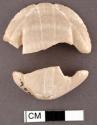 Fragments of carved glycymeris shell, one with perforation in umbo.