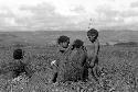 Samuel Putnam negatives, New Guinea; 2 women and 2 children; Metek one of them; out in the fields