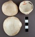 Worked glycymeris shells, edges smoothed, backs flattened, 2 with perforations o